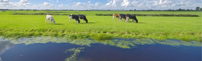 Gebiedsaanpak Stikstof