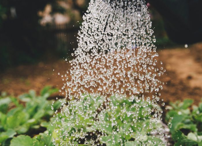 Plasmawater, natuurlijk alternatief voor chemische bestrijdingsmiddelen Plasmawater, natuurlijk alternatief voor chemische bestrijdingsmiddelen