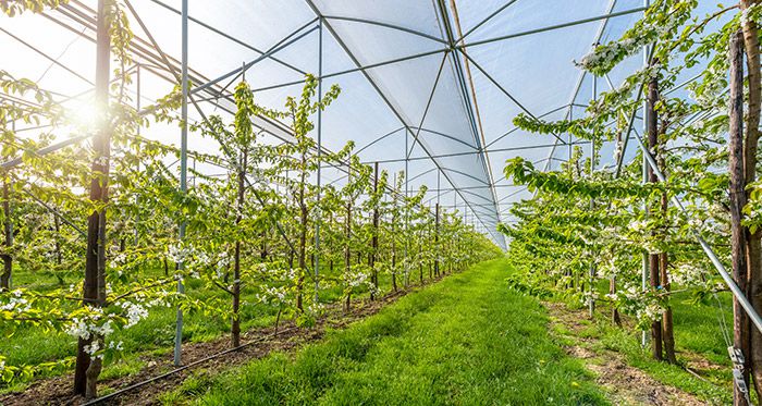 Plasmawater, natuurlijk alternatief voor chemische bestrijdingsmiddelen Plasmawater, natuurlijk alternatief voor chemische bestrijdingsmiddelen