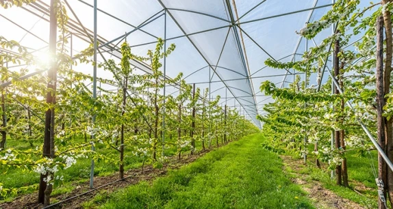 Plasmawater, natuurlijk alternatief voor chemische bestrijdingsmiddelen