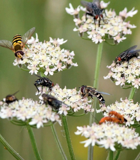 Ontwikkeling landbouwstrategie met belang voor natuur
