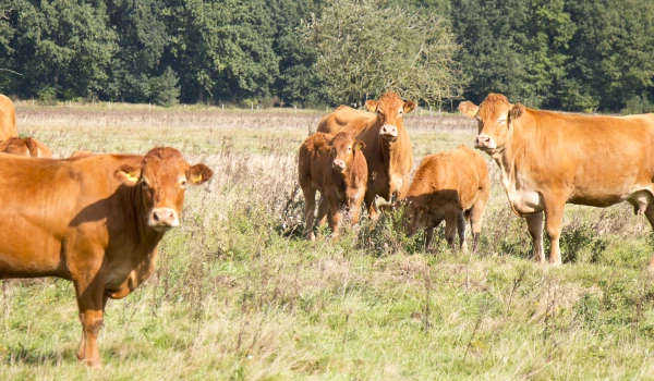 Natuurvlees-Nederland