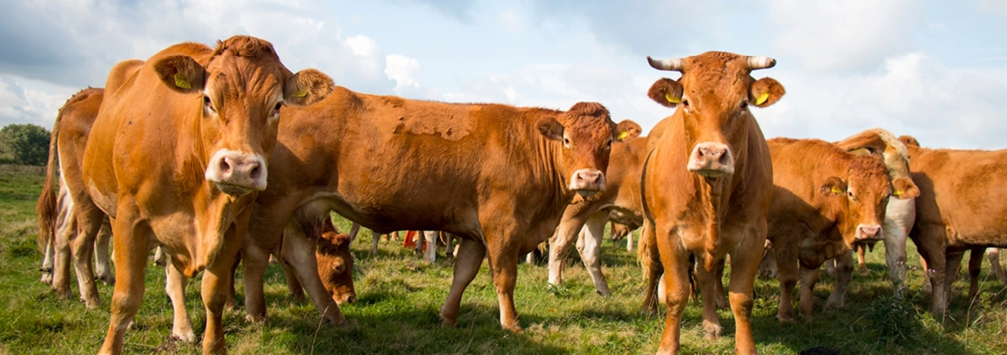 Natuurvlees-Nederland