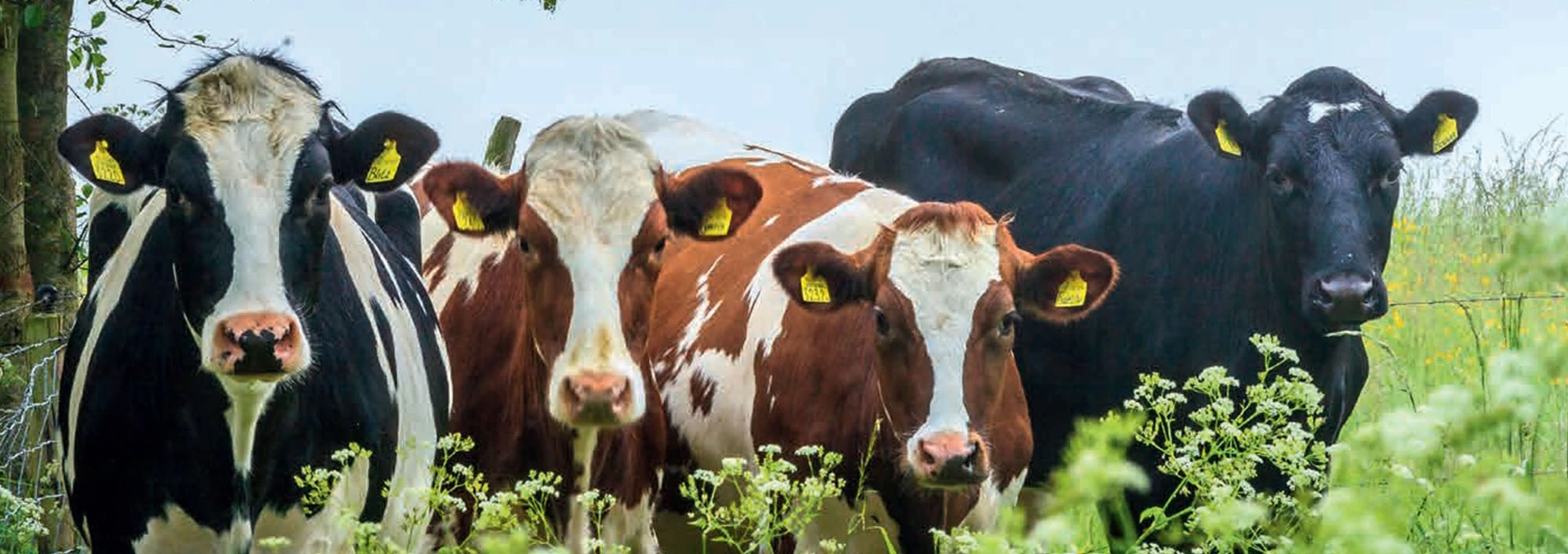 Ontwikkeling landbouwstrategie met belang voor natuur