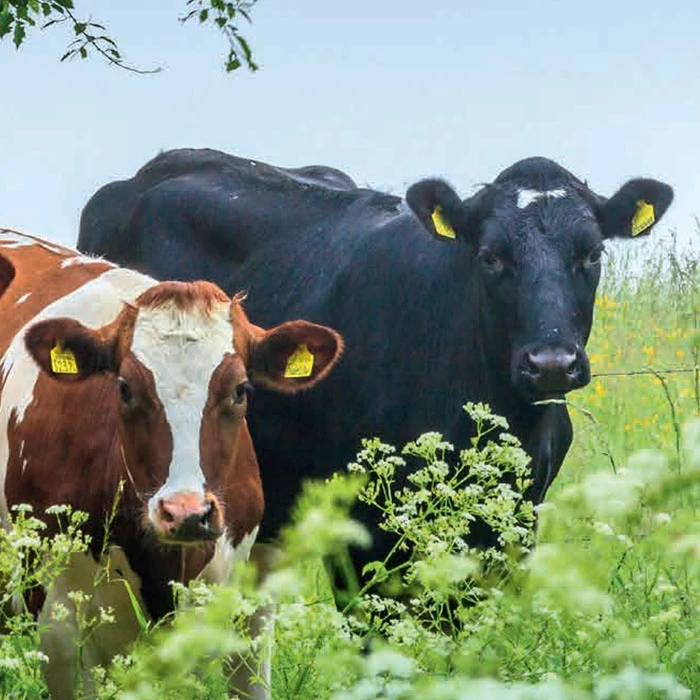 Ontwikkeling landbouwstrategie met belang voor natuur