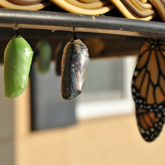 3-Daagse training Transitiemanagement